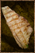 Grilled Salmon.png
