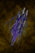 Dreamer’s Root.png