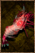 Boiled Azure Shrimp.png