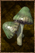 Common Mushroom.png
