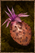 Cactus Fruit.png