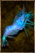 Azure Shrimp.png