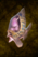 Manaheart Bass.png