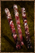 Jerky.png
