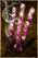 Alpha Jerky.png