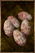 Larva Egg.png