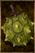Marshmelon.png