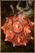 Grilled Marshmelon.png