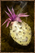 Boiled Cactus Fruit.png