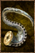 Boiled Miasmapod.png