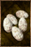 Cooked Larva Egg.png