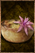 Cactus Pie.png