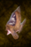 Grilled Manaheart Bass.png