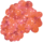Paleberry.png