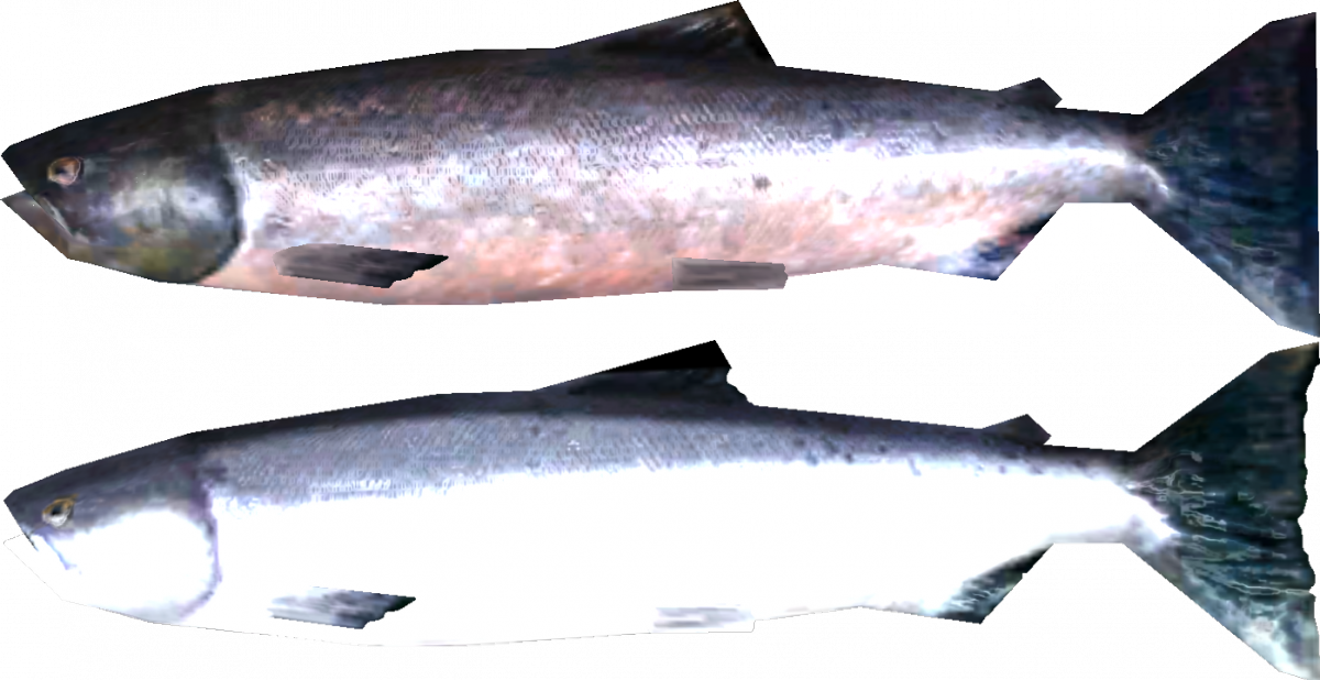 Salmon Skyrim Wiki