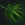 Drakefoot Stems.jpg