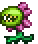 世纪之花幼苗 世纪之花幼苗