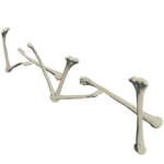 BoneFenceFarket.png