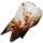 IconTooth.png