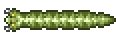 Moray.png