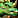 DragonGreen