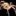IconSmall Spider.gif