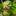 Forest troll