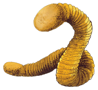 TLoZ Moldorm Artwork.png